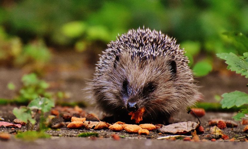 Gartentipp: Igel fühlen sich in Laubhaufen sehr wohl - Elbe-Haus®